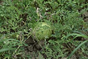 Watermelon with light and thick skin for good transportability photo