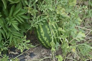 The growing water-melon in the field photo