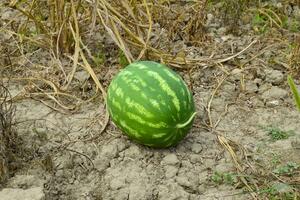 Watermelon, plucked from the garden, lying on the ground. photo