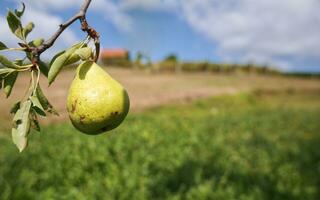 Delicious pears on the branch at countryside, background, agricultural seasonal banner with copy space text photo