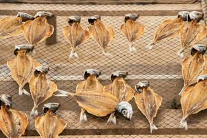 Museum of dry fish, outdoors, on the beach of Nazare in Portugal, keeps the tradition of drying the fish for the days of scarcity photo