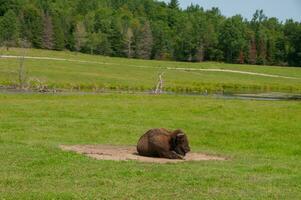 Big bison in a nature reserve in Canada photo