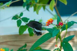 The beauty of the colors and pattern of a butterfly photo