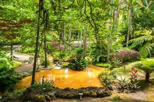 terra nostra parque en el azores es un grande botánico jardín con un enorme variedad de plantas y arboles y con lagos, corrientes y un piscina de volcánico origen. foto