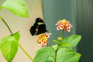 Beautiful and colorful image of a butterfly resting on a flower photo