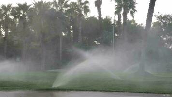 irrigatie sproeiers werken Aan een groen gazon met palm bomen achter het video