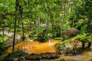 Terra Nostra Park in the Azores is a large botanical garden with a huge variety of plants and trees and with lakes, streams and a pool of volcanic origin. photo