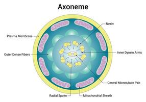 Axoneme Science Design Vector Diagram