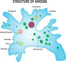 Structure of Ameoba Science Design Vector Illustration