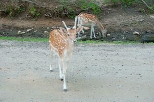 Deer in a nature reserve in Canada photo