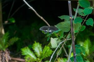 The beauty of the colors and pattern of a butterfly photo