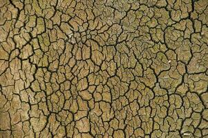 el ponsul río es un afluente de el tejo río, en Portugal, y es un muy grande río. a esta hora eso es completamente seco, sin agua y con sus cama agrietado debido a clima cambio foto