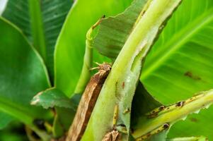 Colorful butterfly larvae in a plant photo