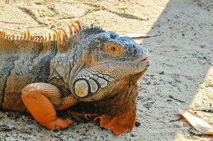 iguana en un natural parque foto