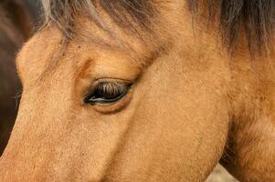 Typical horse from the island of Iceland photo