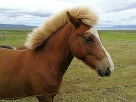 típico caballo desde el isla de Islandia foto