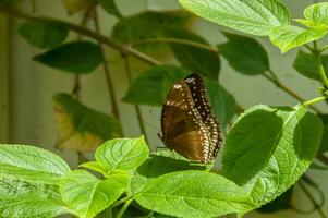 Beautiful and colorful image of a butterfly resting on a flower photo