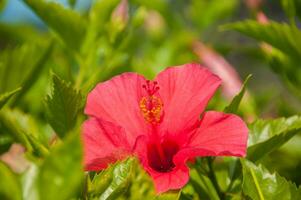 hermosa rojo hibisco en el jardín foto