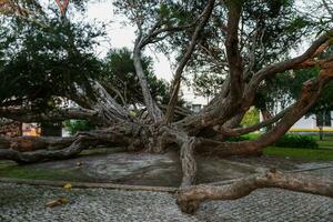 Melaleuca Armillaris is a very large tree, with large branches, originally from Australia photo