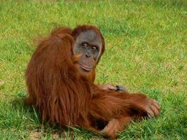 Chimpanzee in Lisbon zoo photo