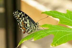 el belleza de el colores y modelo de un mariposa foto