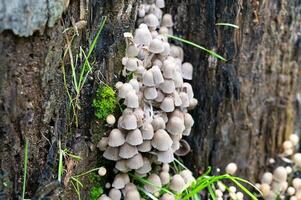 Detail of a wild mushrooms in their natural environment photo