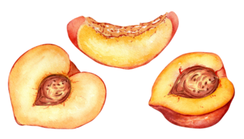 Fresco medio rojo melocotón acuarela ilustración. mano dibujado rebanada, pedazo naranja Fruta nectarina. pintura comida ilustración, diseño elemento para paquete, etiqueta. png