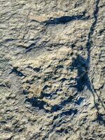 Natural monument of fossil dinosaur footprints in Serra D 'Aire in Pedreira do Galinha, in Portugal. A pedagogical circuit was created at the site, where visitors can see and touch the footprints photo