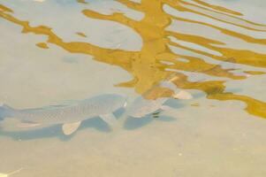 Fish in a transparent green water lake photo