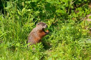 marmota en un naturaleza reserva en Canadá foto