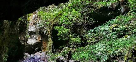 Los Tilos Forest on the island of La Palma, a place of indescribable beauty photo