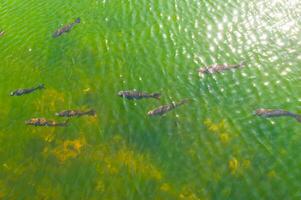 Fish in a transparent green water lake photo