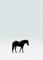 A majestic black horse standing in a mysterious foggy field. AI Generated photo