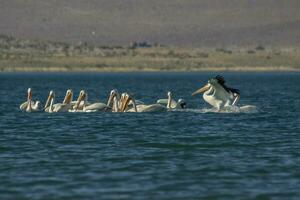 American white pelican flock photo