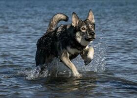 Dog in water photo