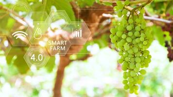 Grape fruit in greenhouse with infographics, Smart farming and precision agriculture 4.0 with visual icon, digital technology agriculture and smart farming concept. photo