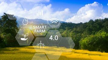 Golden yellow rice field with infographics Smart farming and precision agriculture 4.0 with visual icon, digital technology agriculture and smart farming concept. photo