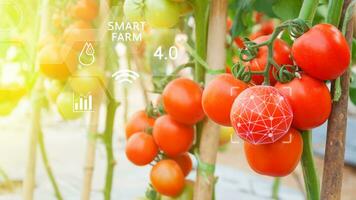 Tomates en invernadero con infografía, inteligente agricultura y precisión agricultura 4.0 con visual icono, digital tecnología agricultura y inteligente agricultura concepto. foto