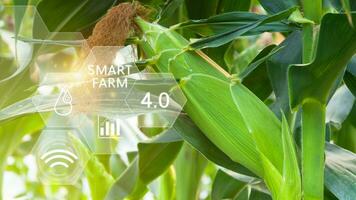 Fresh sweet corn in field green leaves of organic corn smart farm and precision agriculture 4.0 with visual icon, digital technology agriculture and smart farming concept. photo