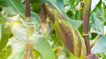 Fresh sweet corn in field green leaves of organic corn smart farm and precision agriculture 4.0 with visual icon, digital technology agriculture and smart farming concept. photo