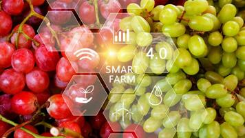 Grape fruit in greenhouse with infographics, Smart farming and precision agriculture 4.0 with visual icon, digital technology agriculture and smart farming concept. photo