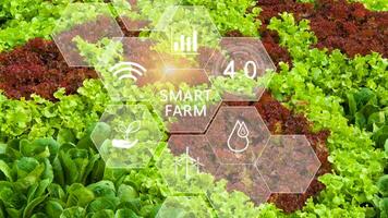 Vegetable fresh in greenhouse with infographics, Smart farming and precision agriculture 4.0 with visual icon, digital technology agriculture and smart farming concept photo