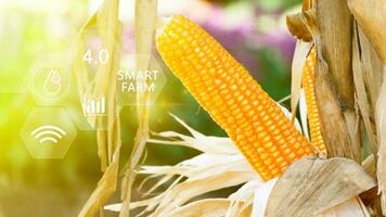 Fresh yellow sweet corn in field green leaves of organic corn smart farm and precision agriculture 4.0 with visual icon, digital technology agriculture and smart farming concept. photo