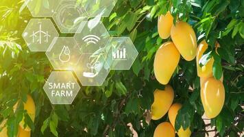 mango árbol en invernadero con infografía, inteligente agricultura y precisión agricultura 4.0 con visual icono, digital tecnología agricultura y inteligente agricultura concepto. foto