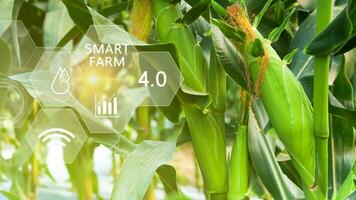 Fresh sweet corn in field green leaves of organic corn smart farm and precision agriculture 4.0 with visual icon, digital technology agriculture and smart farming concept. photo