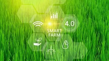 Green rice seedlings field with infographics Smart farming and precision agriculture 4.0 with visual icon, digital technology agriculture and smart farming concept. photo