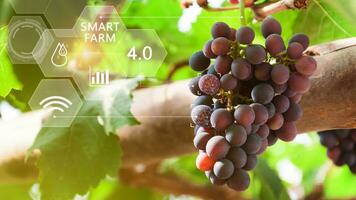 Grape fruit in greenhouse with infographics, Smart farming and precision agriculture 4.0 with visual icon, digital technology agriculture and smart farming concept. photo