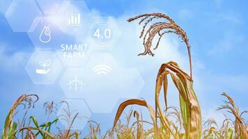 Corn field with infographics Smart farming and precision agriculture 4.0 with visual icon, digital technology agriculture and smart farming concept. photo