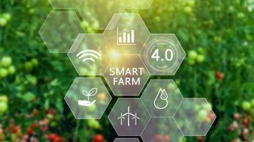 Tomatoes in greenhouse with infographics, Smart farming and precision agriculture 4.0 with visual icon, digital technology agriculture and smart farming concept. photo