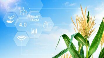 Corn field with infographics Smart farming and precision agriculture 4.0 with visual icon, digital technology agriculture and smart farming concept. photo